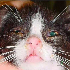 猫鼻支流黄浓感冒猫疱疹病毒特效药杯状病毒治疗药猫封眼鼻塞