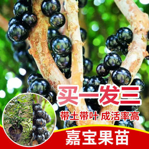 加宝果果树嘉多宝果加多宝树苗嘉果宝加多宝果嘉宝果苗树原盆原土