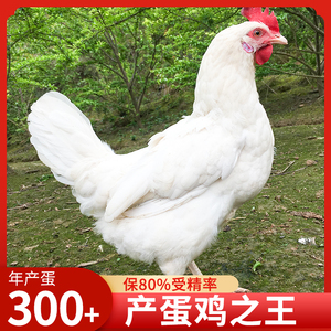 高产白来航蛋鸡种蛋受精蛋可孵化活苗活鸡蛋王海兰褐灰绿粉壳30枚