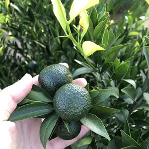 新会小青柑新鲜果