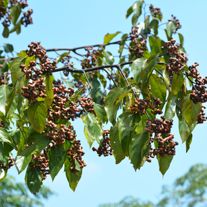 【泡酒泡茶水】5斤正宗野生干拐枣鸡爪梨干品包邮精选野果干发货