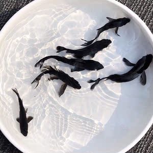 小鱼观赏鱼淡水客厅黑龙凤锦鲤纯种长尾黑美人鱼富贵鱼观赏鱼活跃