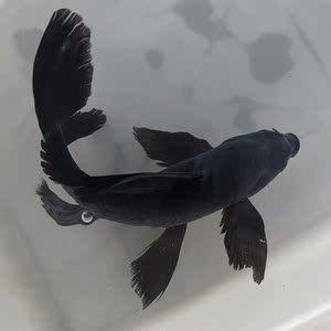 富贵鱼观赏鱼黑美人鱼小鱼观赏鱼淡水客厅黑龙凤锦鲤纯种长尾耐活