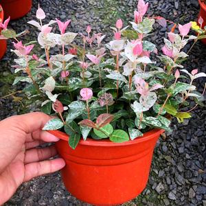 花叶络石盆栽黄金五彩叶络石吊兰常青藤垂吊植物室内阳台绿植盆栽