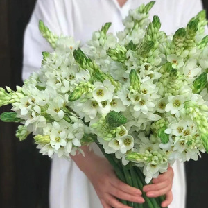 新鲜雀梅鲜花云南昆明基地直发办公室鲜切花家用室内水养插花a级