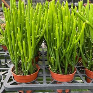 【15根15cm高5年老根带盆】发财棍招财光棍树澎湖树多肉盆栽珊瑚