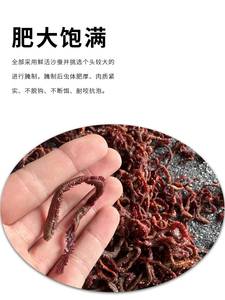 新品珊迪蜜腌红沙蚕海蚯蚓蛆沙虫鱼饵海钓矶钓路亚远投饵DT诱鱼剂