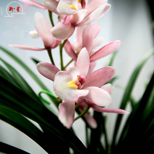 粉色樱花蕙兰带花苞室内办公室阳台茶几好养易活带盆种好兰花盆栽