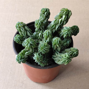 象足椒草多头群 塔叶象蹄椒草 阳台桌面美观趣味小盆栽