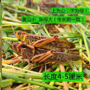 蚂蚱活虫蝗虫活体蚱蜢画眉鸟爬虫乌龟胡蜂鸟饲料新鲜公母蚂蚱活体