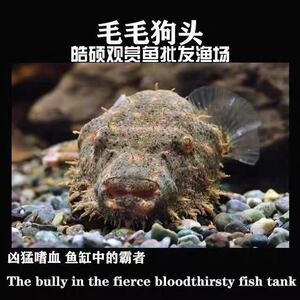 凶猛肉食性精品斑马毛毛皇冠狗头宠物河豚淡水活体热带观赏鱼苗