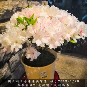 粉妆楼皋月杜鹃日本杜鹃东洋杜鹃夏鹃春鹃盆景盆栽重瓣蜡皮