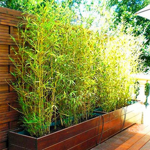 746人付款天猫紫竹青竹金镶玉竹罗汉盆栽大型节节高室内庭院竹子苗