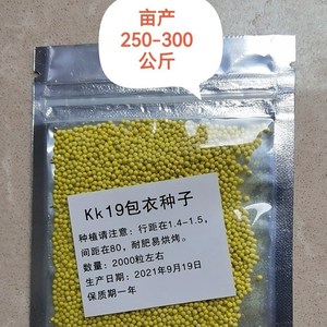 kk19烟种籽kk19烤烟种烟叶97烤烟种子干八两烟亚布力手卷烟小黄烟