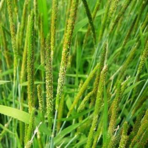 提摩西草苜蓿黑麦新鲜红薯叶车前草蒲公英鱼腥菊苣玉米薄荷苗种子