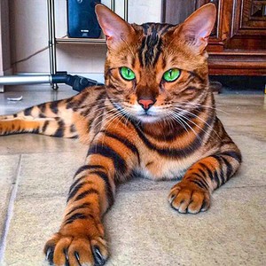 孟加拉豹猫眼睛图片