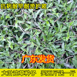 大叶油草 草坪种子庭院别墅美国四季青狗牙根黑麦草草籽耐寒护坡