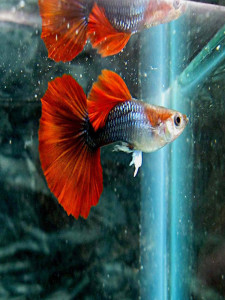 巴西红扇孔雀鱼活体小型好养耐活鱼练手鱼小鱼活观赏鱼下崽狂魔a