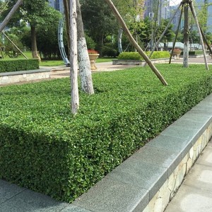 小叶女贞篱笆苗 庭院别墅绿化植物小区绿化苗木绿化风景树包邮