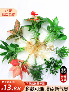 花卉盆栽水培植物室内花绿植四季水生好养活绿萝富贵文竹芋红白掌