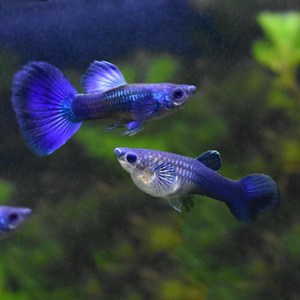 热带胎生鱼淡水凤尾鱼观赏鱼莫斯科冰蓝冰蓝活体孔雀鱼小型彩霞鱼