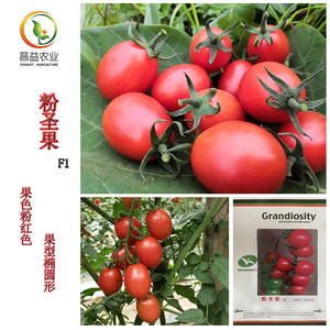 粉圣果千禧番茄种子 樱桃番茄种籽 圣女果小西红柿秋冬蔬菜种子孑