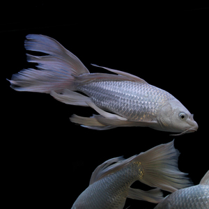 正宗台湾进口蝴蝶鲤白金龙凤锦鲤蝴蝶龙鲤鱼观赏鱼冷水鱼活体包邮