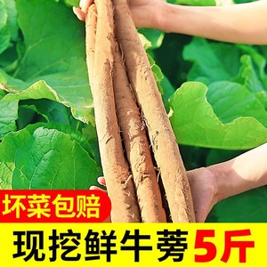 牛蒡新鲜牛蒡根黄牛蒡野生牛蒡黄金牛蒡茶牛蒡菜新鲜牛蒡蔬菜包邮