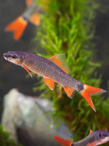 彩虹鲨鱼红尾黑鲨小型观赏鲨淡水鱼观赏鱼热带鱼