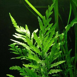 红蝴蝶自养真水草缸造景淡水有茎类中后景百分百自养水中叶