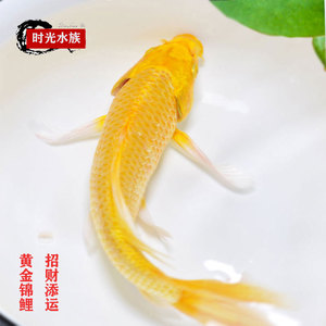 招财黄金龙凤锦鲤黄色金鱼活鱼小鱼苗观赏鱼耐活好养淡水鱼冷水鱼
