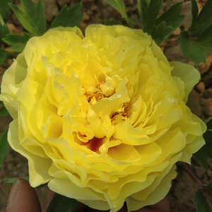 黄冠名品正宗菏泽牡丹花苗盆栽阳台花卉重瓣大花庭院室内植物珍贵