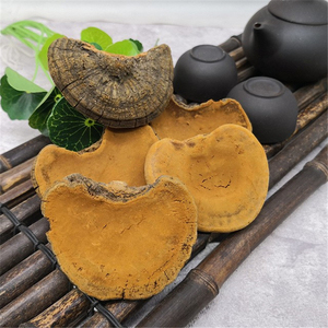 【桑黄野生纯天然】桑黄野生纯天然品牌,价格 - 阿里巴巴