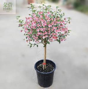 小木槿棒棒糖型花苗四季开花花卉植物室内盆栽观花绿植开花满盆