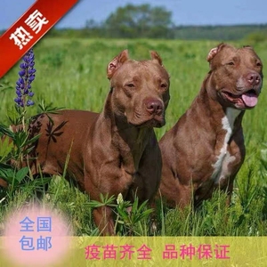 大型比特犬 大头图片