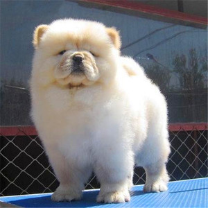 松狮幼犬纯种大型