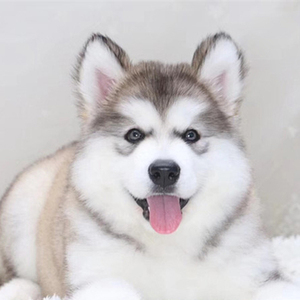 纯种大型犬骨架巨型二哈士奇犬阿拉斯加犬幼犬雪橇犬活体宠物狗狗