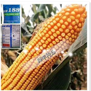 高产玉米种子大全红轴大棒矮秆品种抗旱抗倒杂交国审航星188