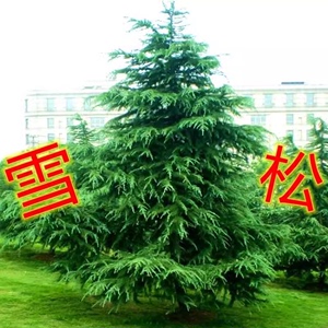 雪松树苗耐寒耐旱四季常青庭院别墅绿化柏树苗木宝塔松黑松白皮松