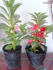 68村子叫做秦湘湖淘宝凤仙花盆栽花苗包活指甲花重瓣红紫粉白原土