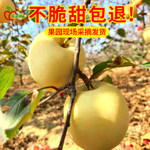 山东烟台黄金奶油富士新鲜脆甜当季水果冰糖心整箱苹果特产平安果