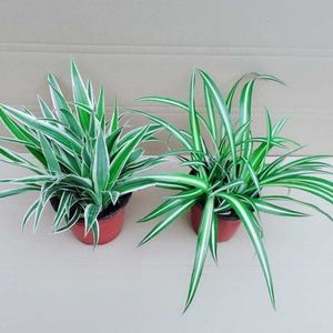 金心金边青叶吊兰花卉植物盆栽室内桌k面水培小绿植净化空气