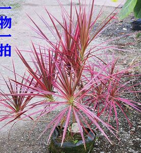 七彩铁五彩千年木马尾铁室内绿植盆栽一物一拍多省包邮北欧风网