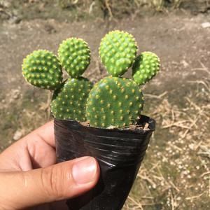 黄毛掌仙人掌多肉植物 可爱萌肉兔耳掌新手植物盆栽绿植