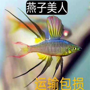 燕子美人小型热带观赏美人鱼草缸灯鱼群游可混养上层热带美人燕鱼