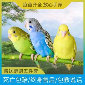 虎皮鹦鹉活鸟鸟活物家养中小型会说话幼鸟活体宠物鸟云斑鹦鹉鸟笼
