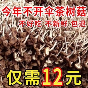 2024云南农家茶树菇干货特级不开伞切根新鲜茶薪菇香菇蘑菇250g