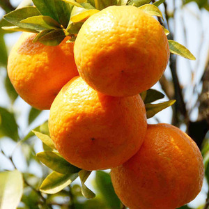 椪柑芦柑新鲜四川