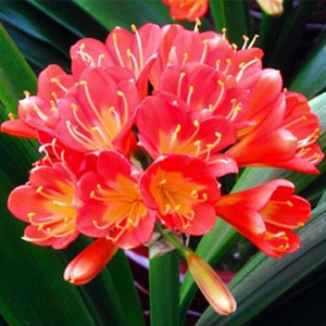 精品君子兰盆景圆头和尚短叶黄技师花脸兰花室内植物办公绿植110