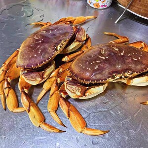 8到2斤珍宝蟹加拿大水产太子蟹黄金蟹北京闪送海鲜